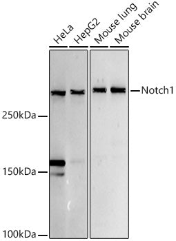 Notch1 Rabbit pAb