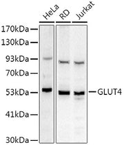 GLUT4 Rabbit pAb