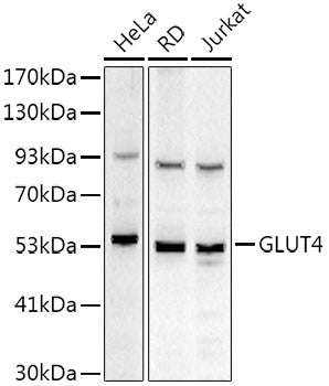 GLUT4 Rabbit pAb
