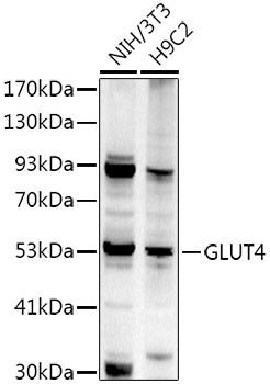 GLUT4 Rabbit pAb