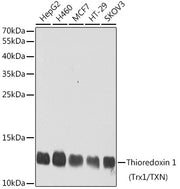 Thioredoxin 1 (Trx1/TXN) Rabbit pAb