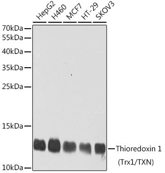 Thioredoxin 1 (Trx1/TXN) Rabbit pAb