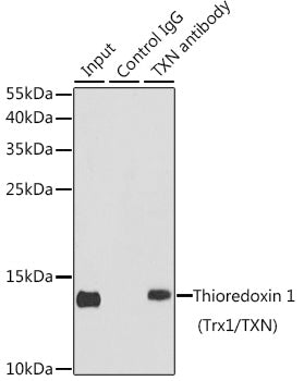 Thioredoxin 1 (Trx1/TXN) Rabbit pAb
