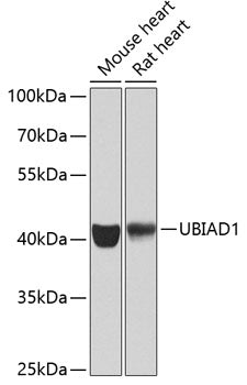 UBIAD1 Rabbit pAb