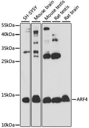 ARF4 Rabbit pAb