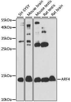 ARF4 Rabbit pAb