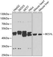 BCS1L Rabbit pAb