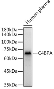 C4BPA Rabbit pAb