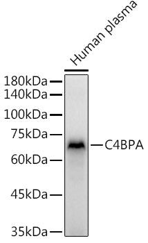 C4BPA Rabbit pAb