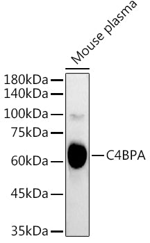 C4BPA Rabbit pAb