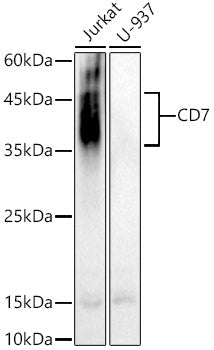CD7 Rabbit pAb