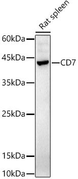 CD7 Rabbit pAb