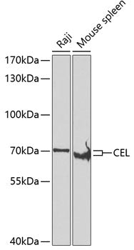 CEL Rabbit pAb