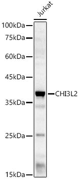CHI3L2 Rabbit pAb