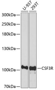 CSF3R Rabbit pAb