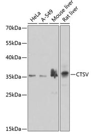 CTSV Rabbit pAb
