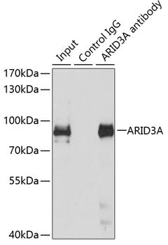 ARID3A Rabbit pAb