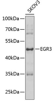 EGR3 Rabbit pAb