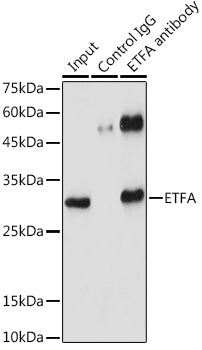 ETFA Rabbit pAb
