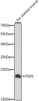 FGF6 Rabbit pAb