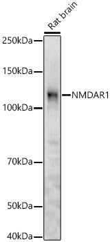 NMDAR1 Rabbit pAb