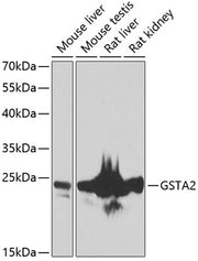 GSTA2 Rabbit pAb