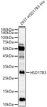 HSD17B3 Rabbit pAb