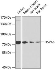 HSPA6 Rabbit pAb