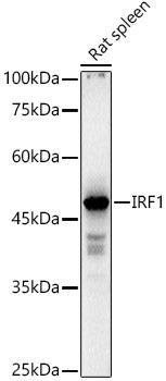 IRF1 Rabbit pAb