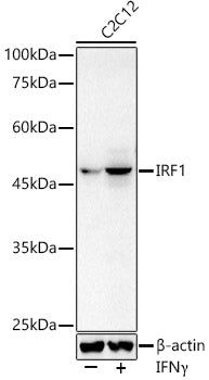 IRF1 Rabbit pAb