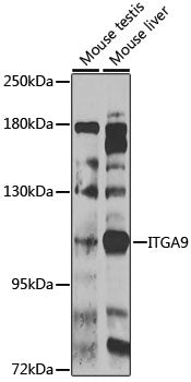 ITGA9 Rabbit pAb