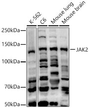 [KO Validated] JAK2 Rabbit pAb