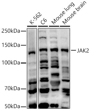 [KO Validated] JAK2 Rabbit pAb