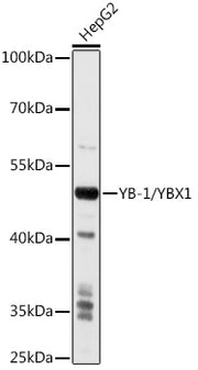 YB-1/YBX1 Rabbit pAb