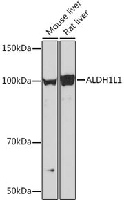 ALDH1L1 Rabbit mAb