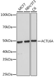 ACTL6A Rabbit mAb
