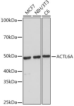 ACTL6A Rabbit mAb
