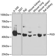 PGD Rabbit pAb