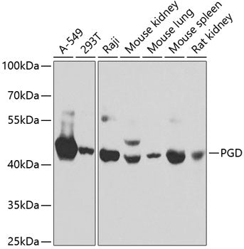 PGD Rabbit pAb
