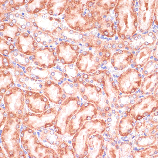 PGD Rabbit pAb