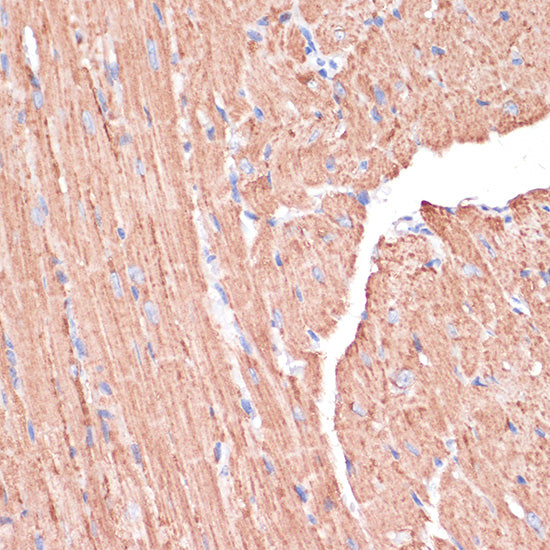PGD Rabbit pAb