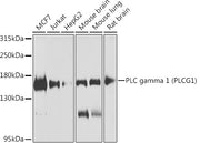 PLC gamma 1 (PLCG1) Rabbit pAb