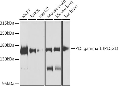 PLC gamma 1 (PLCG1) Rabbit pAb
