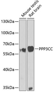 PPP3CC Rabbit pAb