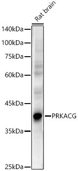 PRKACG Rabbit pAb