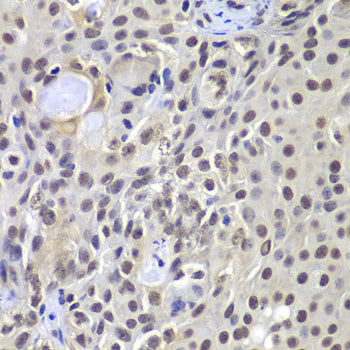 DNA-PKcs Rabbit pAb