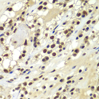 DNA-PKcs Rabbit pAb
