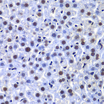 DNA-PKcs Rabbit pAb