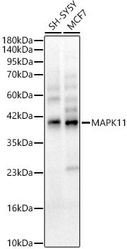 MAPK11 Rabbit pAb