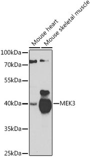 MEK3 Rabbit pAb